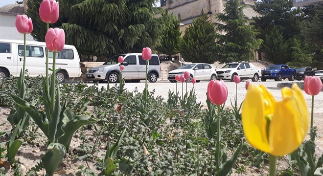 Elmalı baharı lalelerle karşıladı