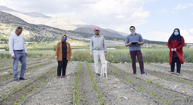 Elmalı'da tarım arazilerini don vurdu