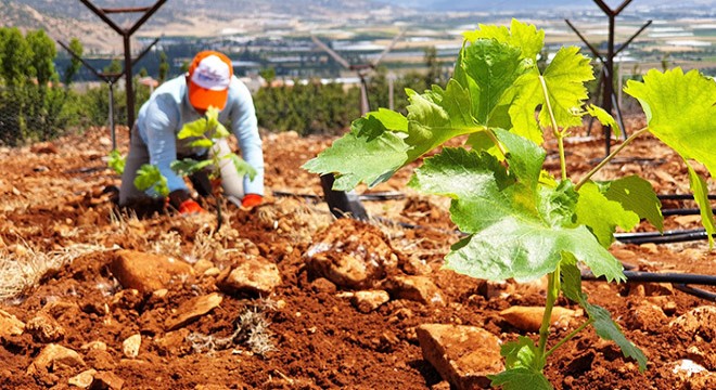 Elmalı MYO dan sofralık üzüm yetiştiriciliğine katkı