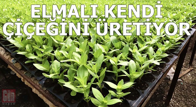 Elmalı kendi çiçeğini üretiyor