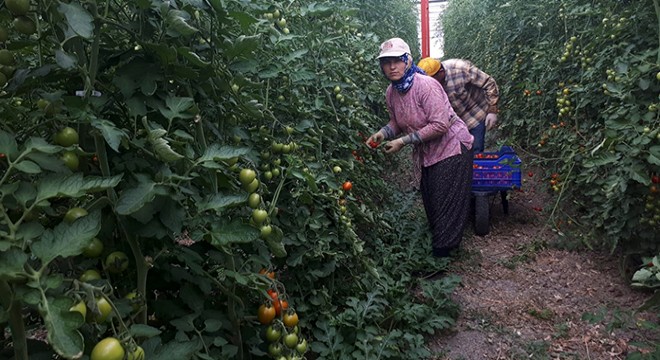 Elmalılı domates üreticisi fiyattan memnun