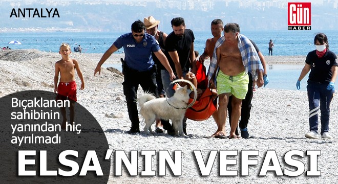 Elsa, sahibi bıçaklanınca başından ayrılmadı