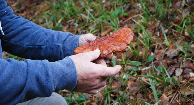 Emekli fotoğrafçı 'ölümsüzlük mantarı' buldu