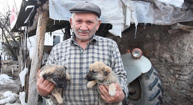 Emekli maaşıyla sokak hayvanlarını besliyor