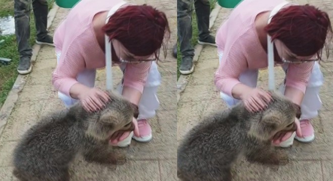 Emel Müftüoğlu'nun elini yavru ayı ısırdı