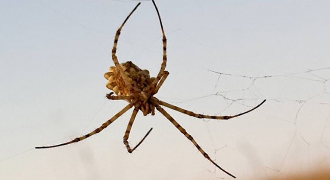 En zehirli örümceklerden 'argiope lobata' görüldü