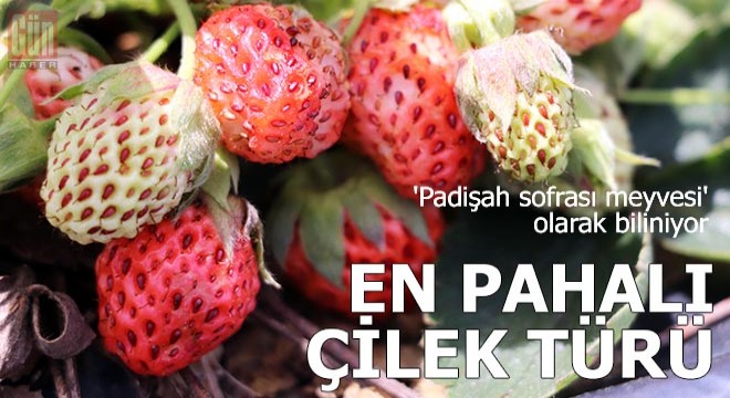 En pahalı çilek türü