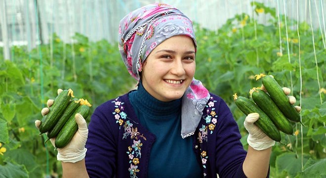 En soğuk ilçede kış ortasında domates ve salatalık üretiliyor