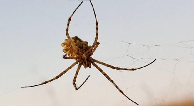 En zehirli örümceklerden  argiope lobata  görüldü