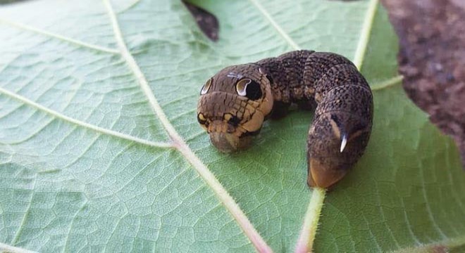 Ender rastlanan fil şahin güvesi larvası Bilecik’te görüntülendi