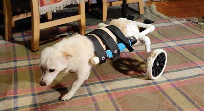 Engelli köpeğe, plastik su borularından yürüteç yaptı