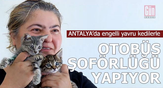 Engelli yavru kedilerle otobüs şoförlüğü yapıyor