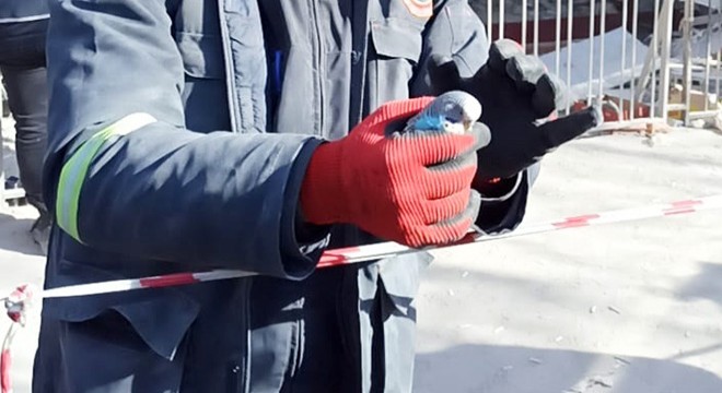 Enkaz bölgesinde bulunan muhabbet kuşuna 'Şanslı' adı verildi