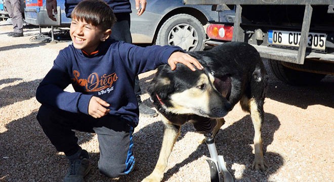 Enkazda altında patisini kaybeden köpeğe protez takıldı