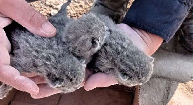 Enkazda kalan 5 yavru kedi kurtarıldı