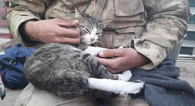 Enkazdan çıkan kediye jandarma şefkati