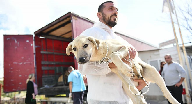 Enkazdan kurtarılan köpekler Muratpaşa da tedavide