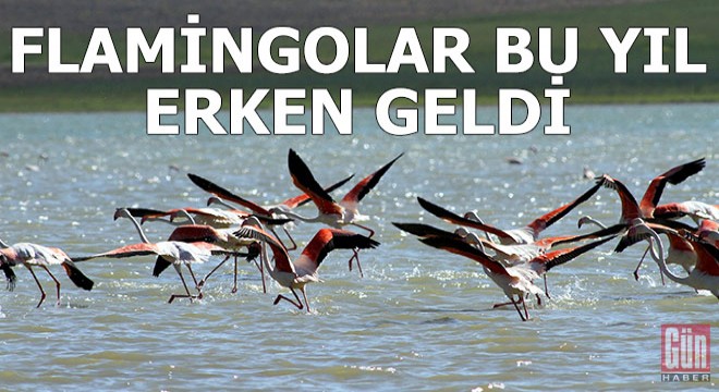 Erçek Gölü'ne flamingolar bu yıl erken geldi