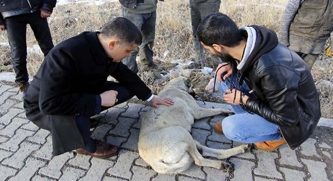 Erciş'te yaralı köpeğe kaymakam sahip çıktı