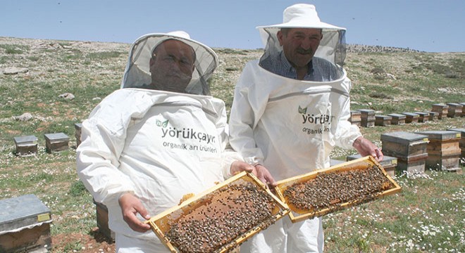 Erdemli'de kovanlardan 'bal' akacak