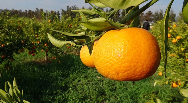 Erdemli’de geliştirilen 2 mandalina türü tescile hazırlanıyor