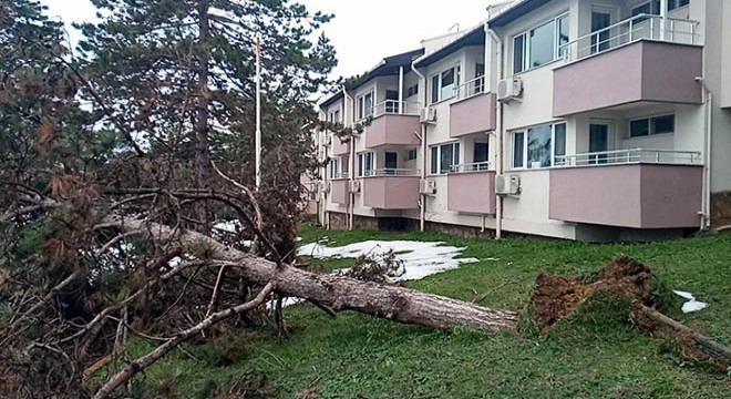 Ereğli'de fırtına ağaçları kökünden söktü