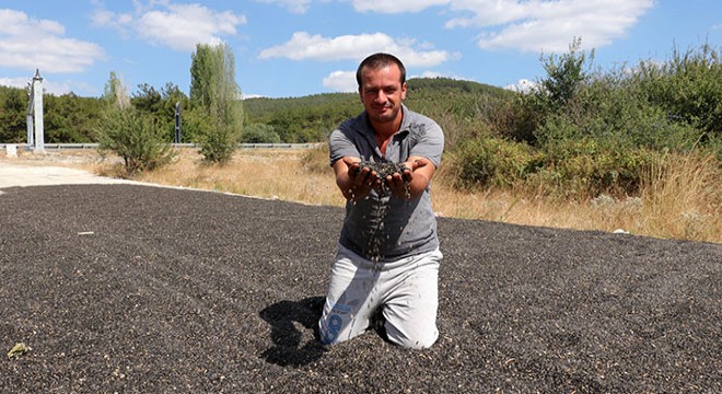 Erken hasat ettiği ay çekirdeğini yola serdi