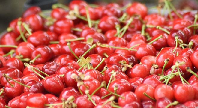 Erkenci kirazın hasadı başladı