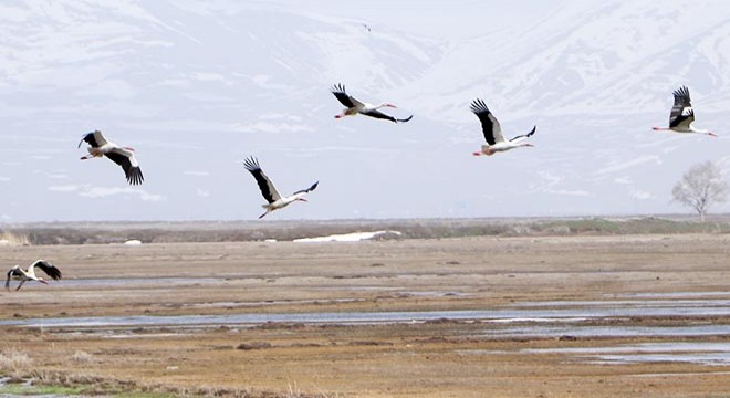 Erzurum Ovası'ndaki göl, 'hastalık saçıyor' diye kurutulmuş