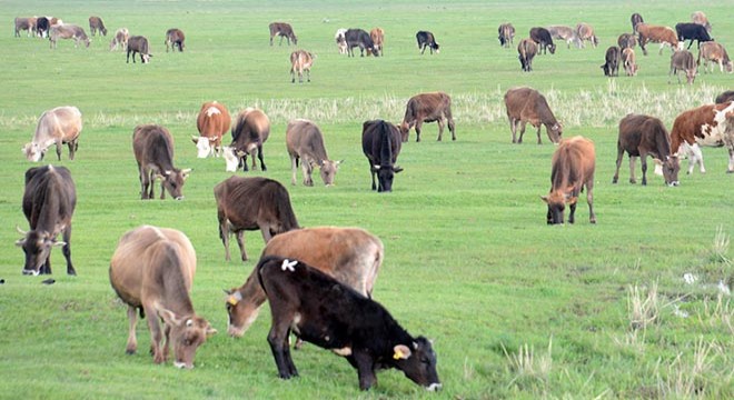 Erzurum, Türkiye nin et ve damızlık ambarı