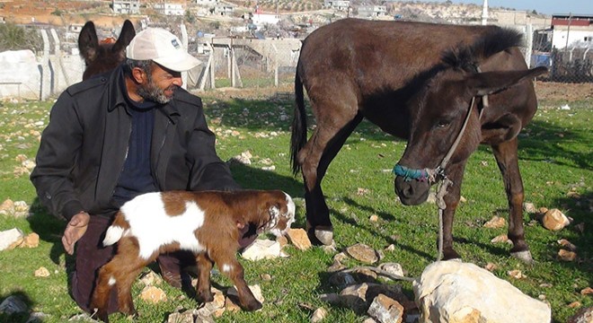 Eşeğin oğlağa annelik yapması şaşırttı