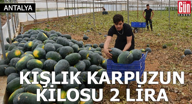 Eşi aşeren kocalar için 'kışlık karpuz'un kilosu 2 lira