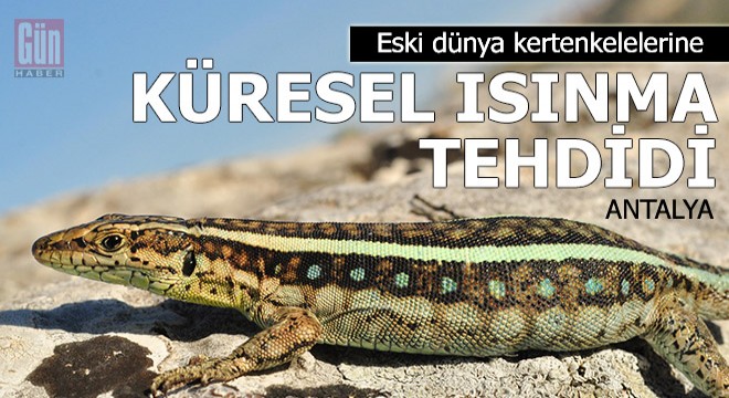 Eski dünya kertenkelelerine küresel ısınma tehdidi