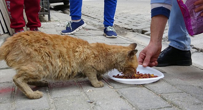 Eski kitapları satarak sokak hayvanlarına mama alıyorlar