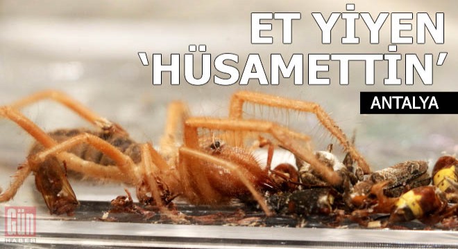 Et yiyen Hüsamettin'i, cam fanusta besliyor