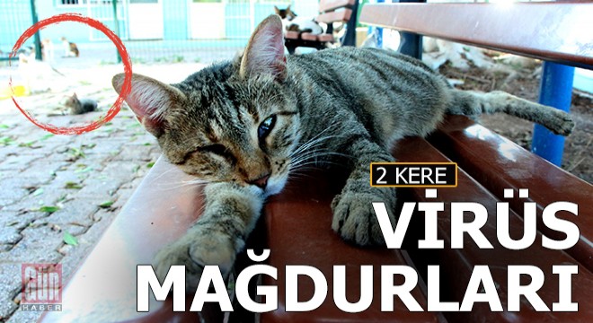 Evcil hayvanlar 2 kere korona mağduru