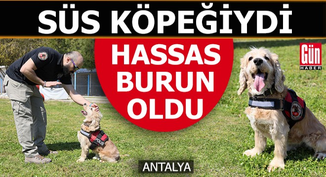 Evde süs köpeğiyken emniyette 'hassas burun' oldu