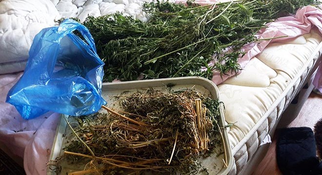 Evdeki 1 kilo esrarı 'Limit' buldu