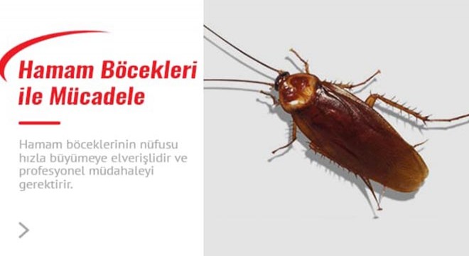 Evdeki Hamam Böceklerinden Nasıl Kurtulunur