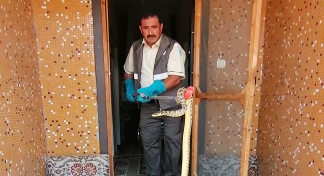 Eve giren 2 metrelik yılan korkuttu