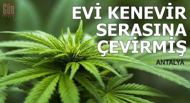 Evi kenevir serasına çevirmiş