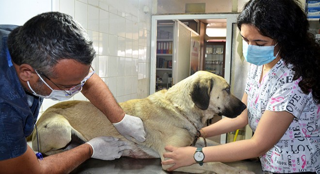 Evin önünde bağlı köpeği silahla yaralayan 2 şüpheli serbest