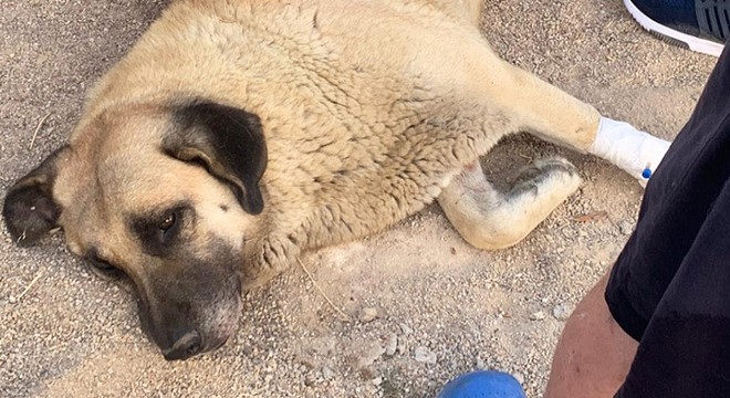 Evin önünde havladı diye köpeği bıçakladı