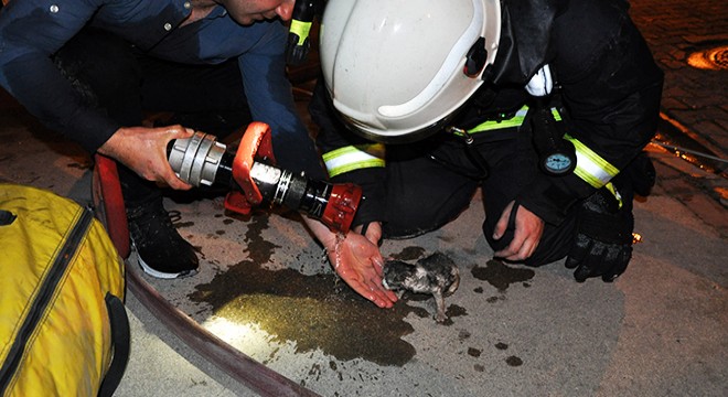 Evinde çıkan yangında yaralandı,yavru kediler kurtarıldı