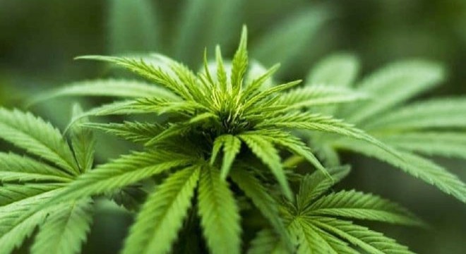 Evinde kenevir yetiştiren şüpheliye gözaltı