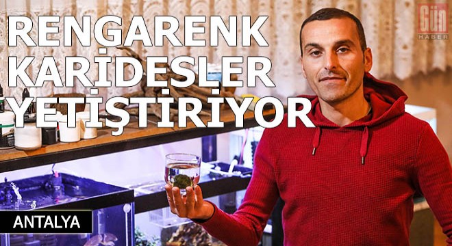 Evinde rengarenk karidesler yetiştiriyor