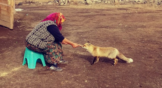 Evinin önüne gelen tilkiyi 4 aydır besliyor