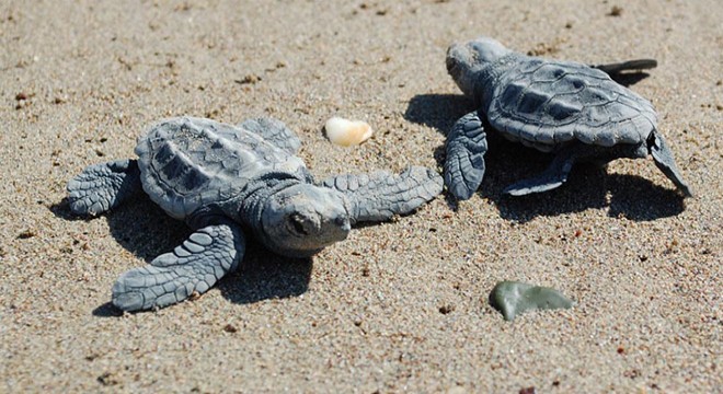 Evlatlık saz kedisi, turna ve deniz kaplumbağası