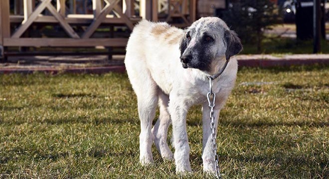 Eziyet edilen 'Şeker' köpek, emin ellerde