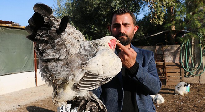 Fabrikadaki işini bıraktı, süs tavuğu yetiştiricisi oldu